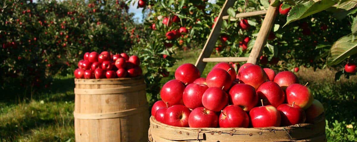 Fruit Picking In West Kelowna