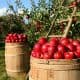 Fruit Picking In West Kelowna