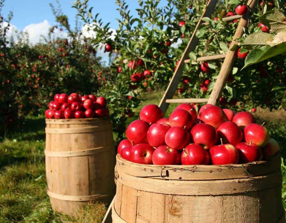 Fruit Picking In West Kelowna